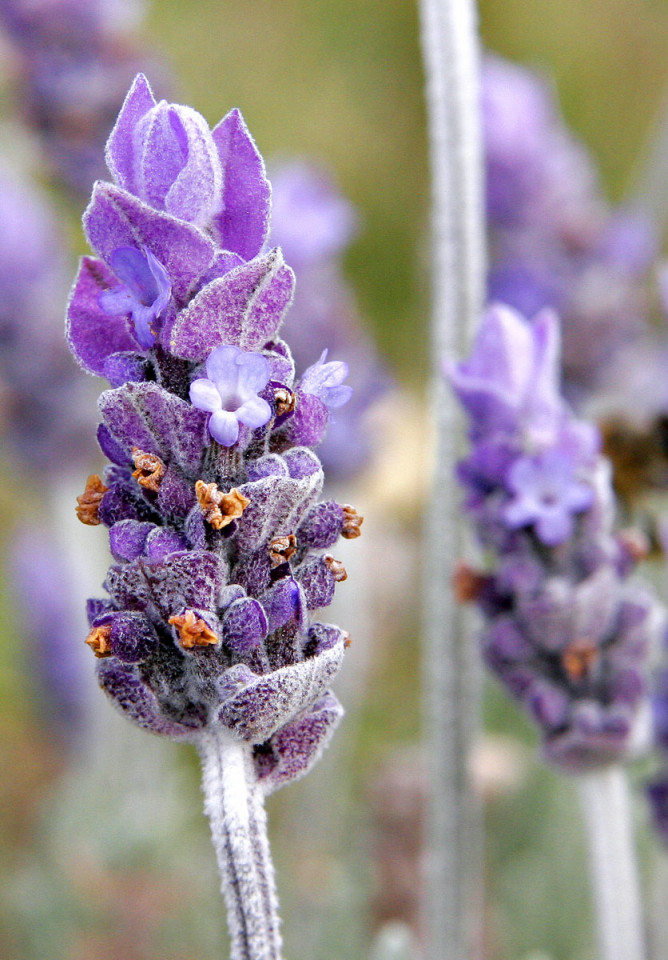 Lavanda (300 seminte) de Levantica (Lavandula officinalis), de la Laktofol