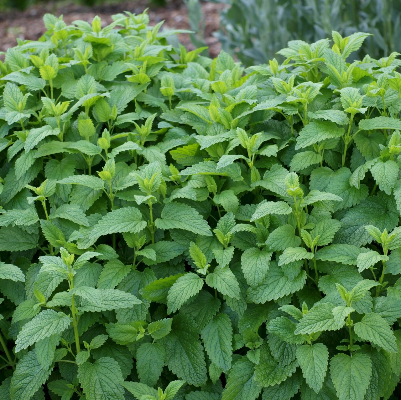 Lemon Balm BIO (600 seminte) roinita-lamaita BIO, aroma proaspata de lamaie, Seklos