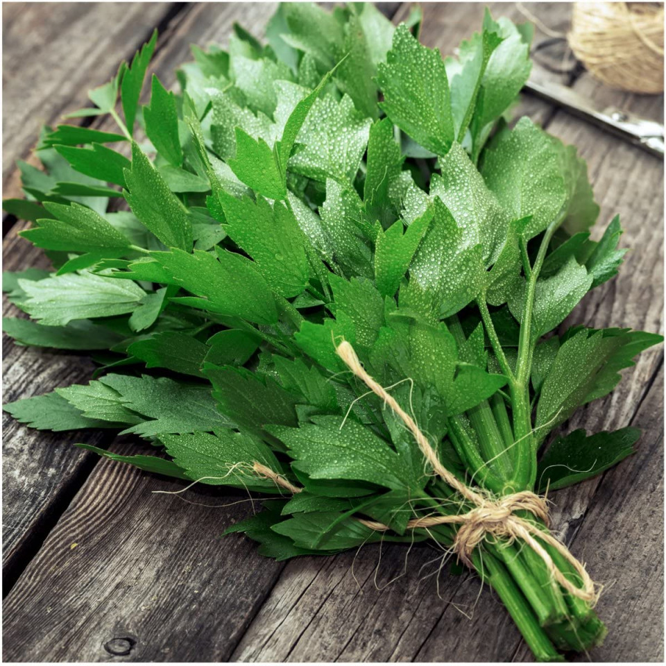 Leustean (750 seminte) planta perena aromata, Agrosem