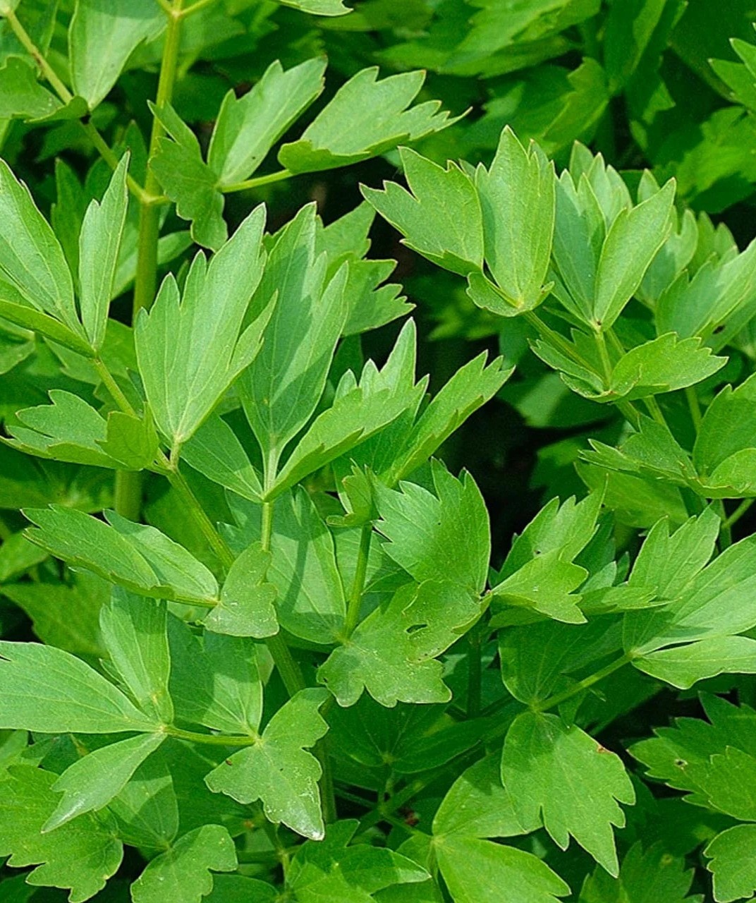 Leustean Commun (10 gr) seminte leustean foarte aromat, Pieterpikzonen