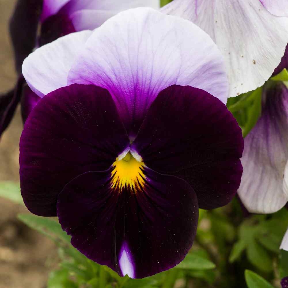 Lord Beaconsfield (220 seminte) Panselute flori violet-alb, Seklos