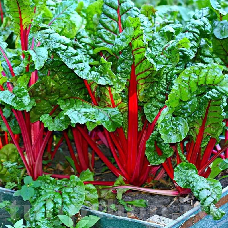 Mangold Rhubarb Chard (150 seminte), planta bianuala, tulpini mari, rosii, Seklos