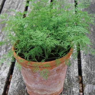 Marar Nano (500 seminte) soi de marar cu frunze compacte pentru cultivare pe tot parcursul anului, Florian