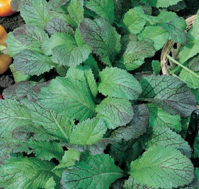 Mustar Red Giant (250 seminte), de salata baby leaf cu frunze mici pentru salata, Agrosel