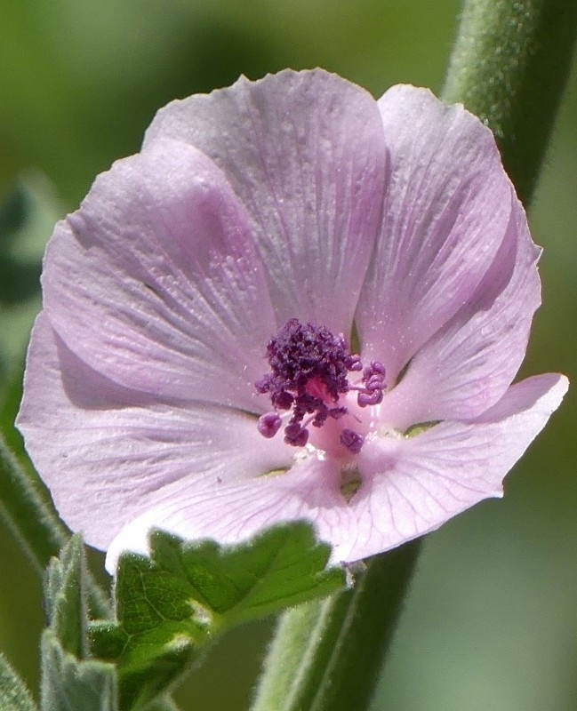 Nalba Mare (0.4 gr) seminte planta perena decorativa si medicinala, Agrosem