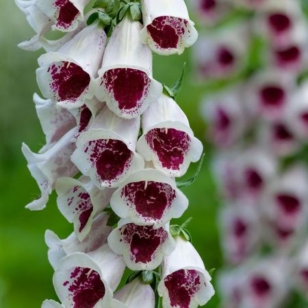 Naparstnica Purpurowa Elsie Kelsey (0.1 gr) seminte Degetel flori clopotei albi cu pete rosu-cires, Toraf