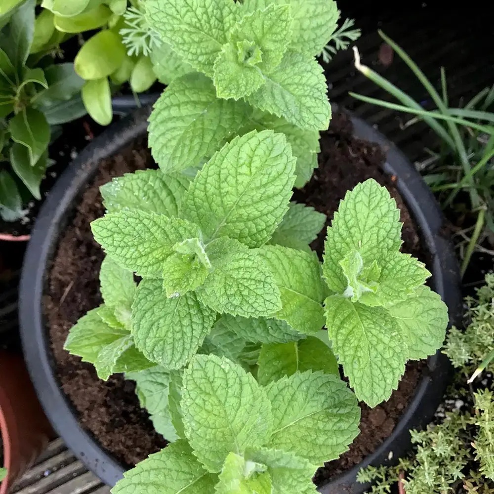 Obuolines Metos - Apple Mint (0.1 gr) seminte menta cu aroma de mar Mentha suaveolens, Sekluva