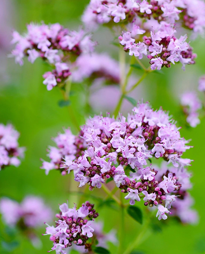 Oregano (0.20 gr) seminte de Origanum vulgare, plante aromatice parfumate, Agrosem