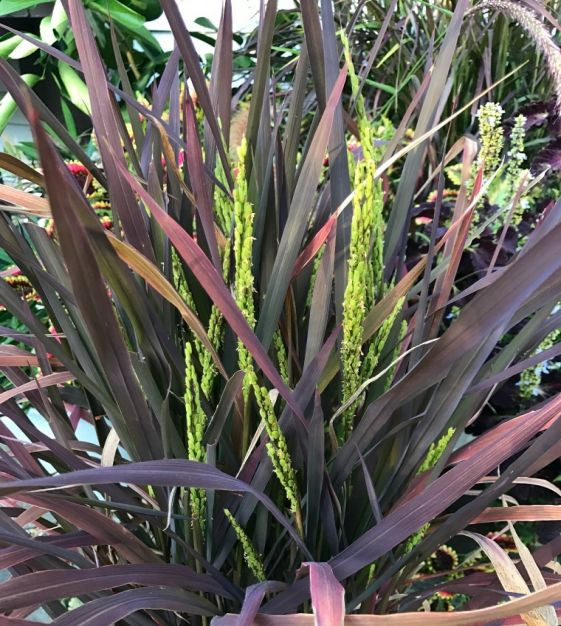 Orez ornamental Black Madnes (2 g), seminte planta anuala frunze purpuriu inchis, Seklos