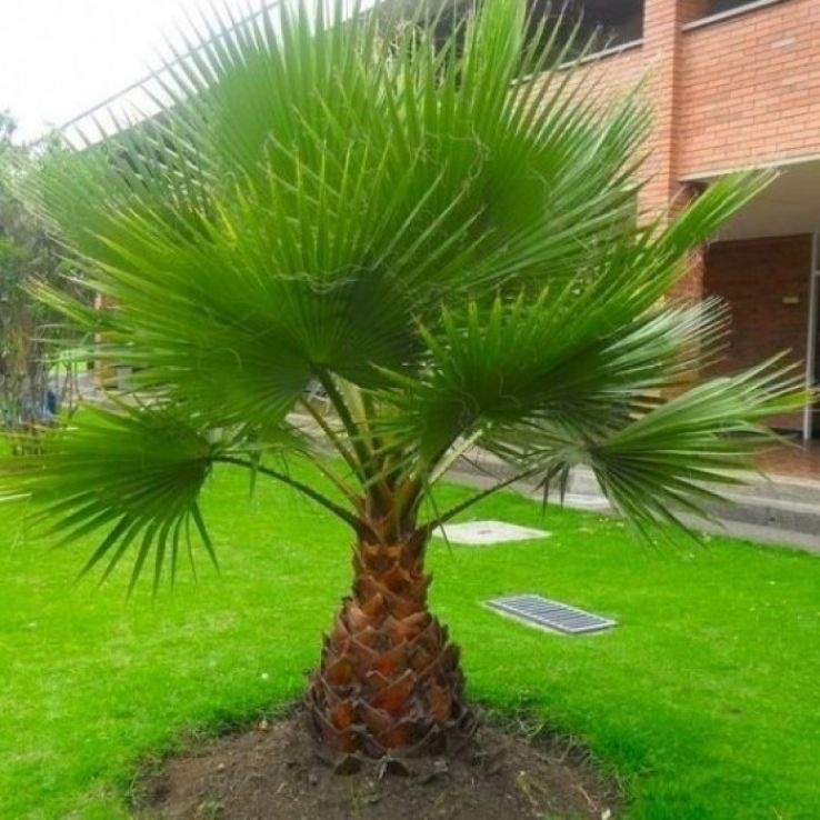 Palmier Mexican (12 seminte) Washingtonia Cotton Palm - Washingtonia robusta, crestere rapida, silueta frumoasa, subtire, Saflax