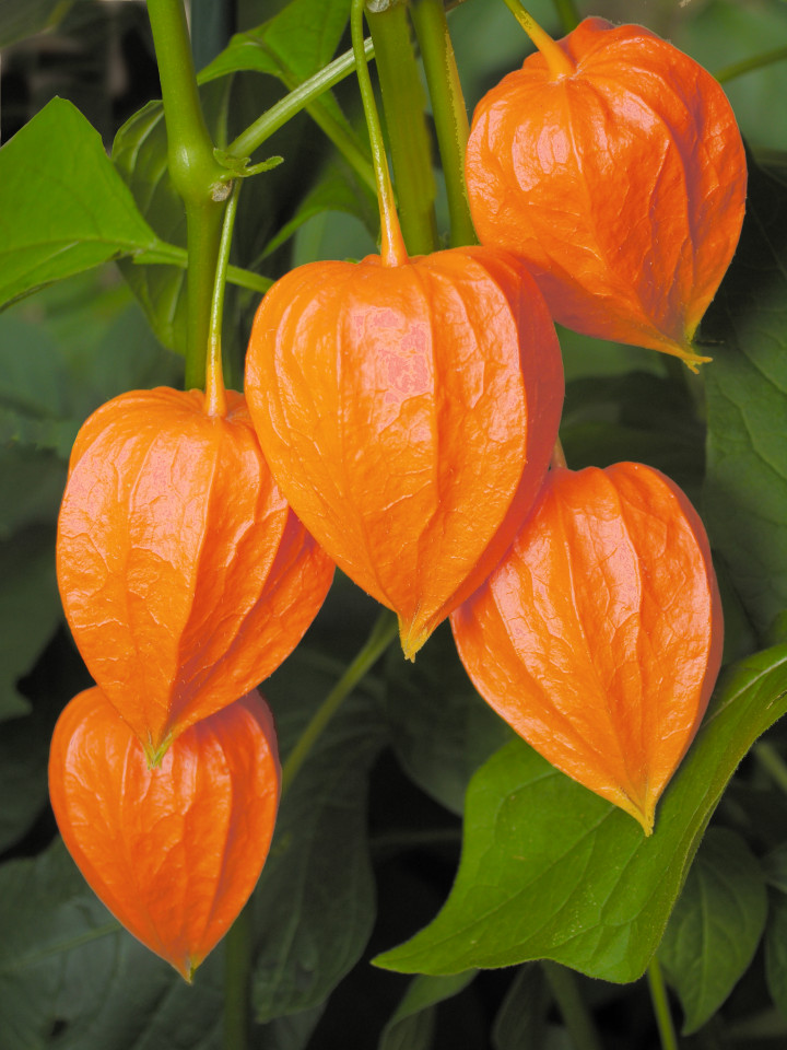 Papalau (0.1 gr) seminte de Physalis cu fructe rosii-portocalii decorative si comestibile, Agrosem