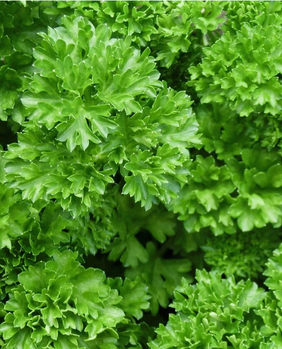 Patrunjel cret (4 gr) seminte de patrunjel cu frunze decorative, crete, aromate, Agrosem