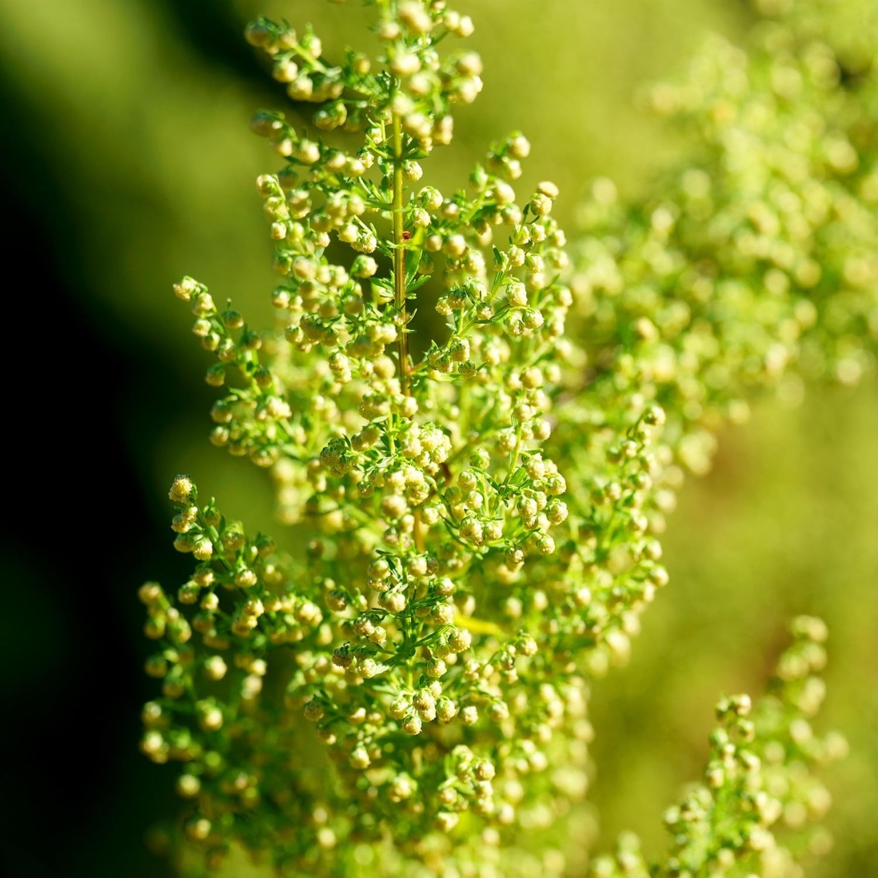 Pelinita, Pelin Dulce (250 seminte) Sweet Wormwood Qing Hao - Artemisia annua, planta medicinala antiseptica, antiparazitara, stimulent