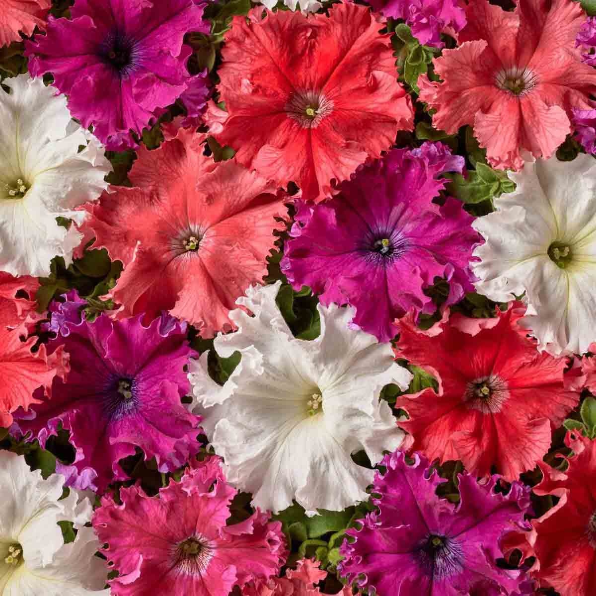 Petunia Fimbriata (0,2 gr) Petunie flori franjurate, diverse culori, Opal