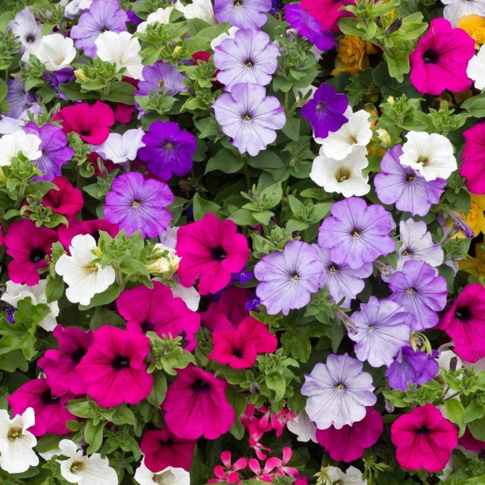 Petunie pitica mix (1,5 g) pentru jardiniere si ghivece, in diferite culori, Agrosel