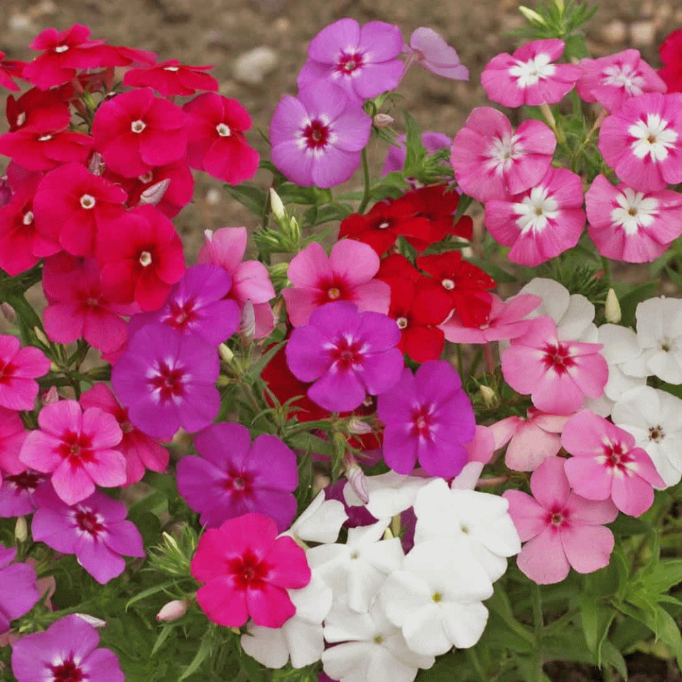 Phlox - Brumarea mix (0,5 g), seminte de plante perene cu flori mari, divers colorate, Opal