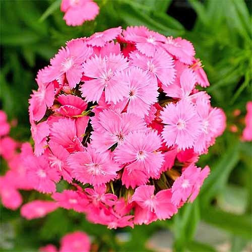 Pink Beauty (900 seminte) Garofite Turcesti perene, flori roz luminos, Seklos