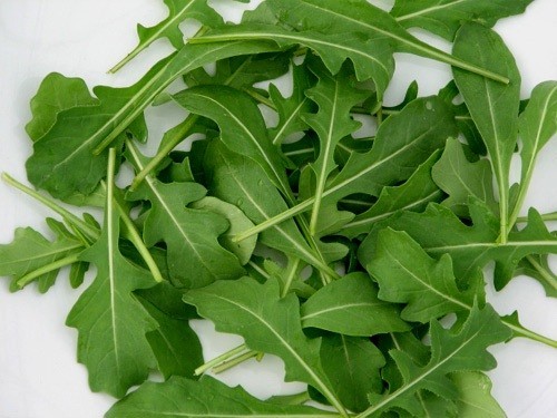 Rucola (24500 seminte) planta aromatica, Agrosem