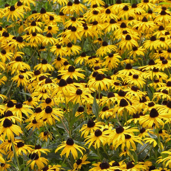 Rudbeckia (350 seminte) flori Marita-ma Mama galbene, brune, portocalii, Agrosem