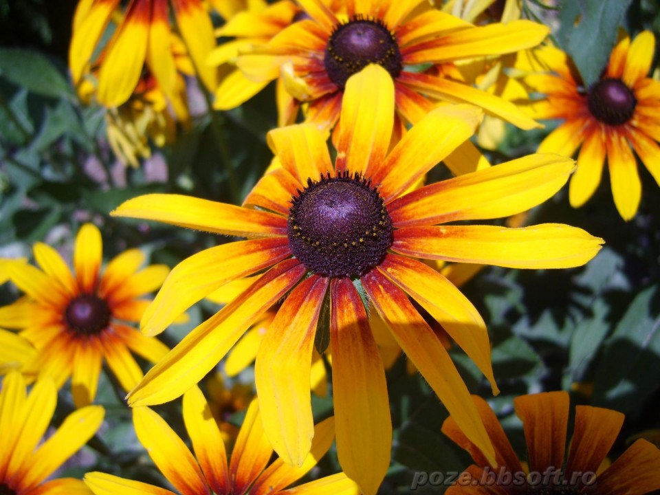 Rudbeckia (680 seminte) flori Marita-ma Mama, Florian