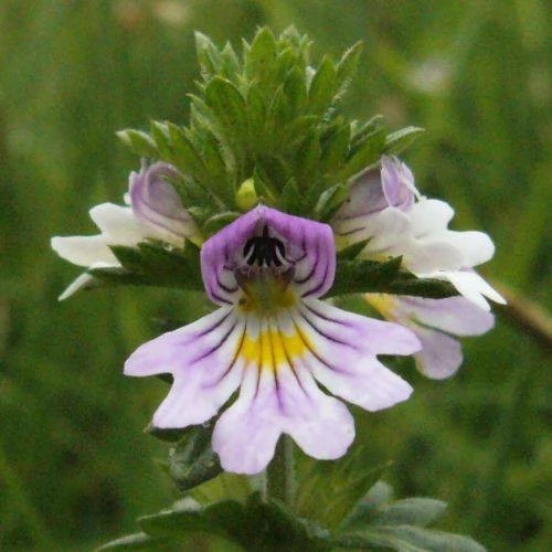 Silur (200 seminte) Eyebright - Euphrasia officinalis, planta medicinala benefica pentru ochi, Saflax