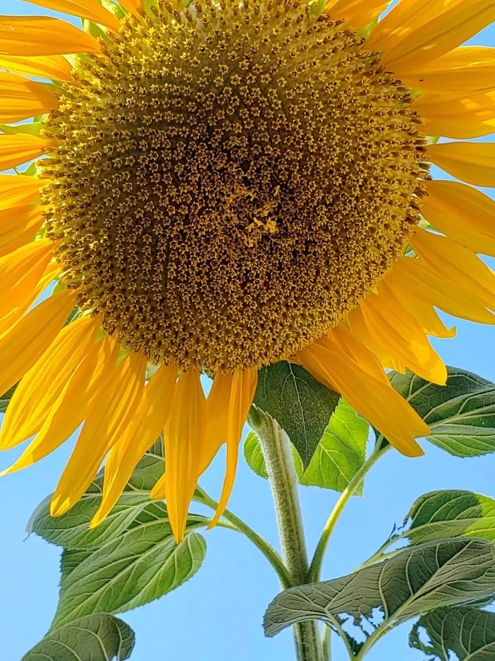 Titan (20 seminte) Sunflower Titan, Floarea Soarelui gigant, foarte inalta, flori foarte mari, Saflax