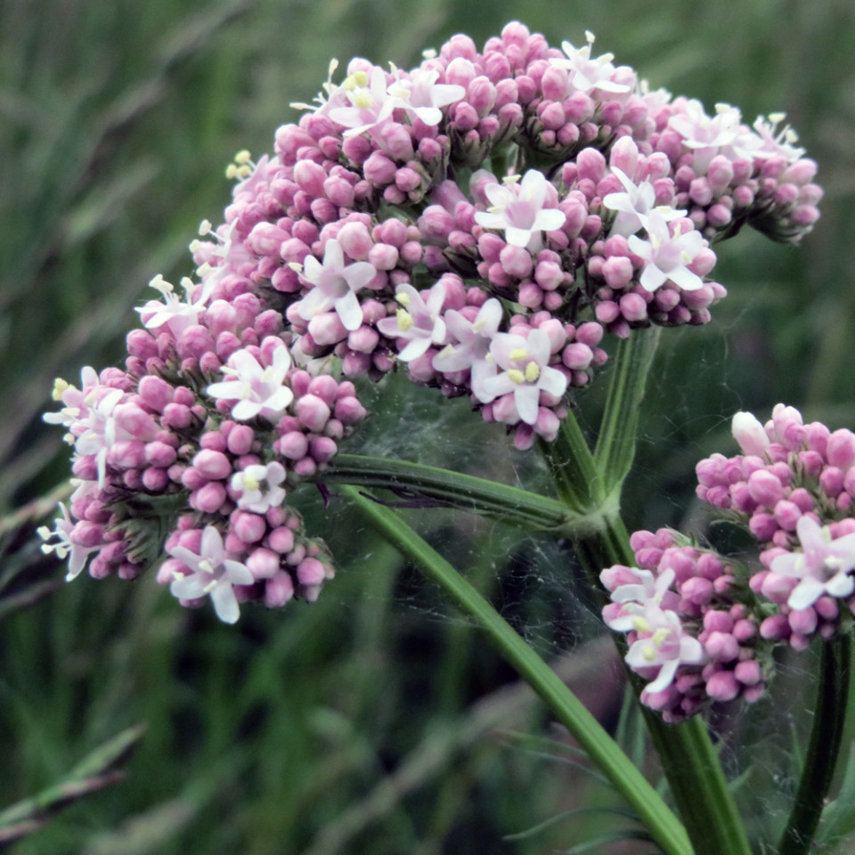 Valeriana (0.2 gr) seminte planta medicinala, Florian