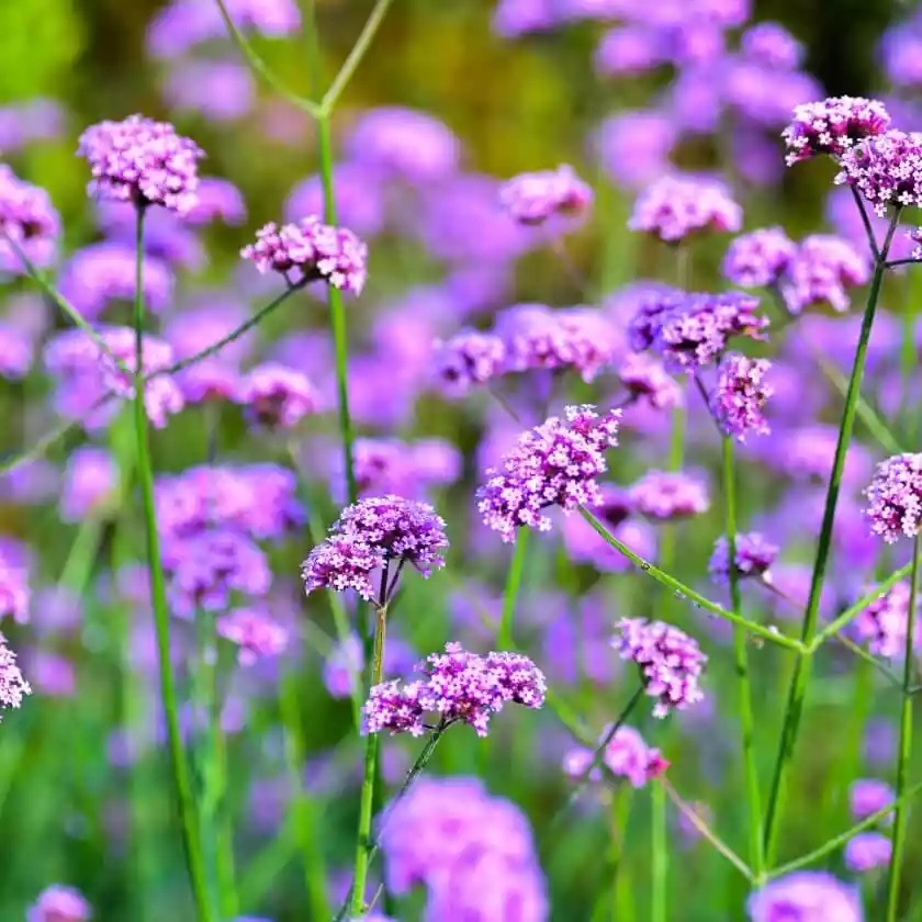 Verbena Patagonica Vanity (20 seminte) Verbena flori mici, rotunde, violet, Seklos