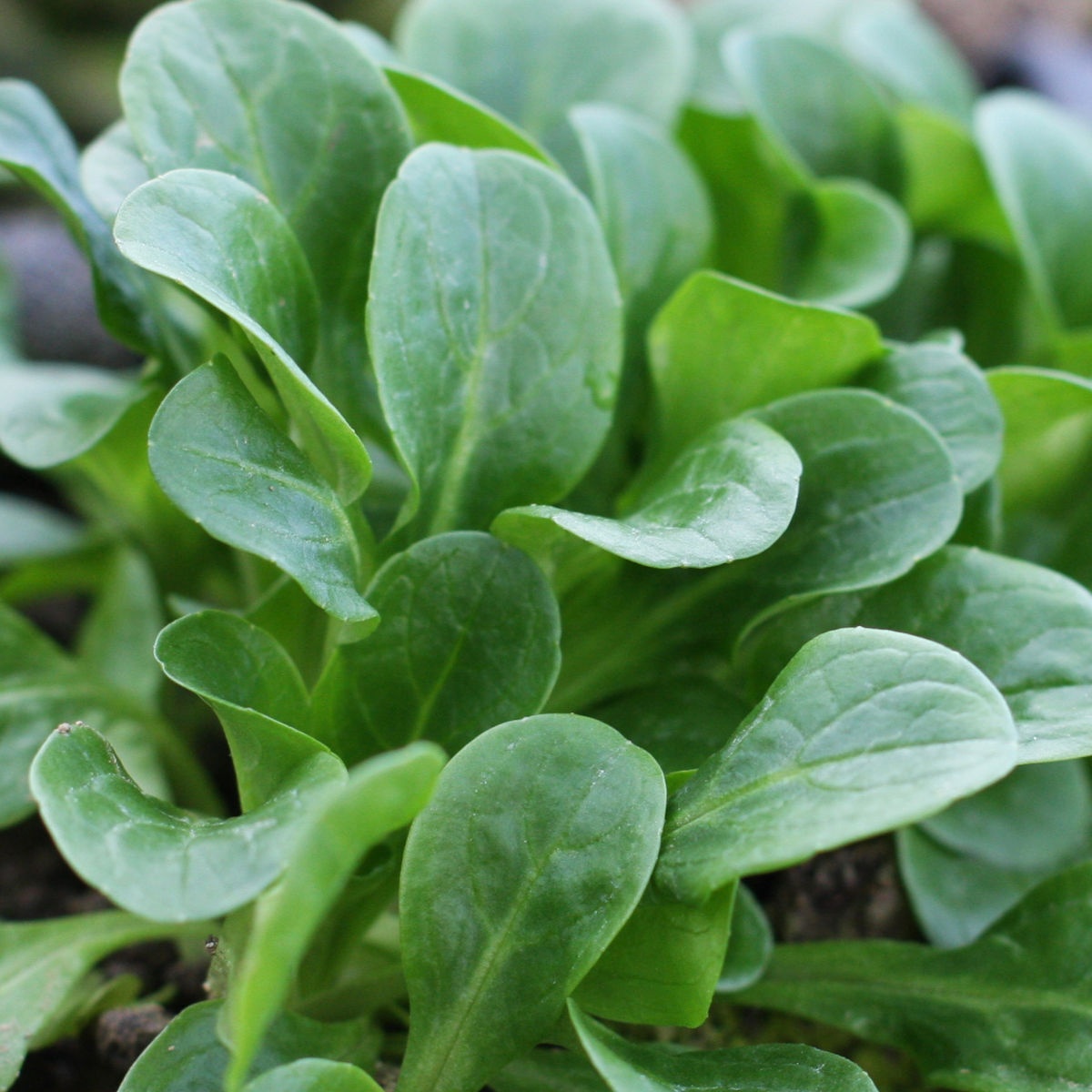 Verte de Cambrai (1800 seminte) Salata Mielului - Fetica aromata, suculenta, Sekluva