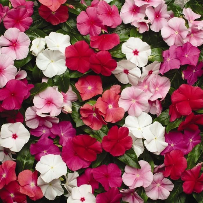 Vinca Mix (0.05 gr) - Seminte de plante anuale cu flori colorate, Agrosem
