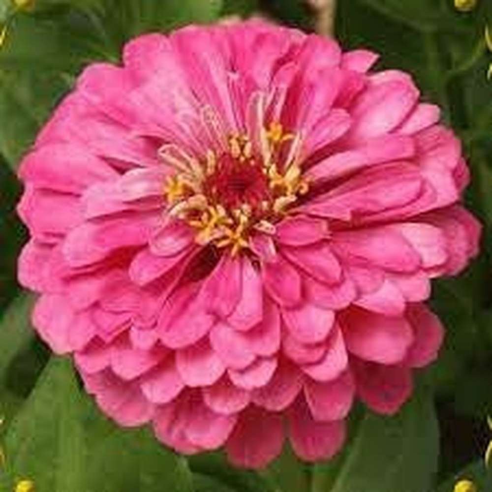 Zinnia Luminosa (100 seminte) Carciumareasa flori mari, roz deschis luminos, Seklos