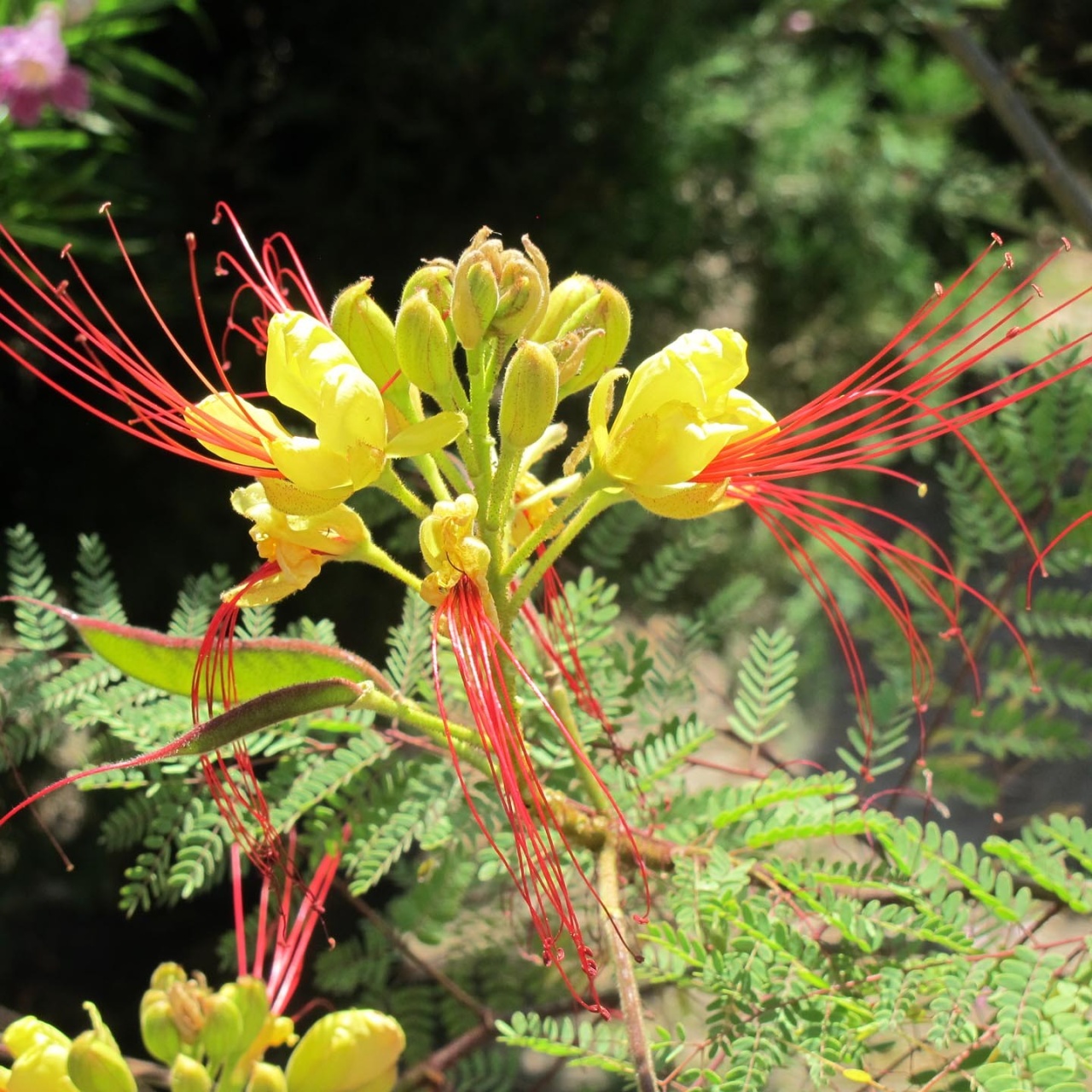Arbustul Paun galben (10 seminte) Peacock Shrub - Caesalpinia gilliesii X spinosa, flori superbe galbene, Saflax