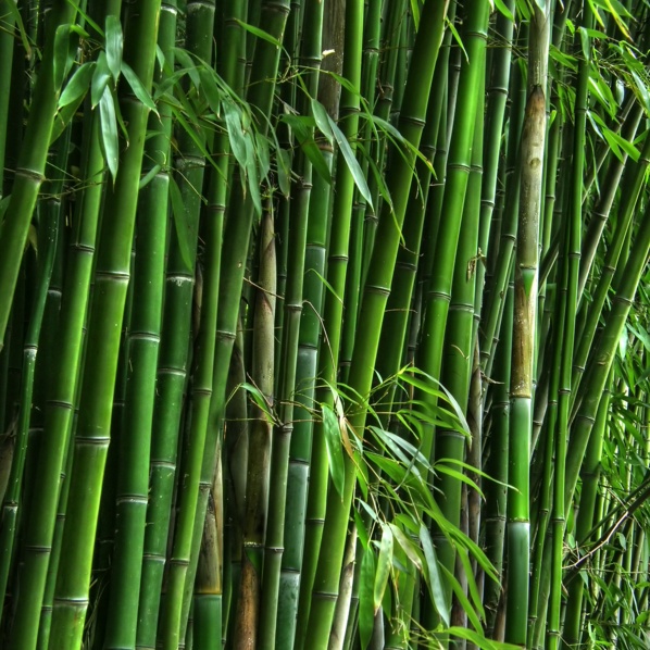 Bambus Spinos (50 seminte) Great Thorny Bamboo - Dendrocalamus arundinacea, tulpini lungi cu spini, Saflax