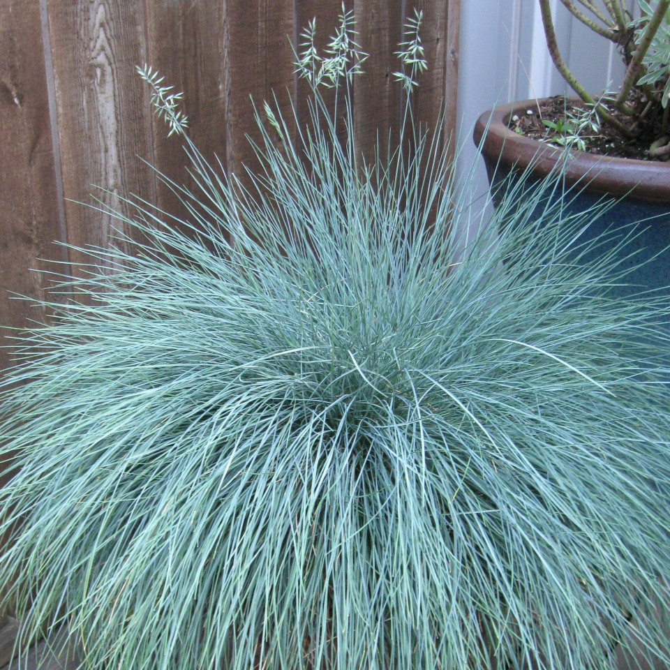 Blue Grass Festuca Glauca (0.25 gr de seminte) de iarba decorativa exotica albastru intens, Laktofol