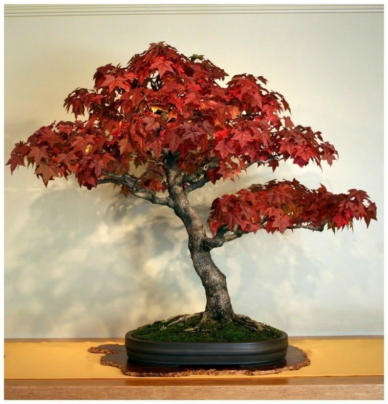 Bonsai Arbore de Guma (100 seminte) American Sweet Gum - Liquidambar styraciflua, frunze culori schimbatoare, extrem de decorativ, Saflax