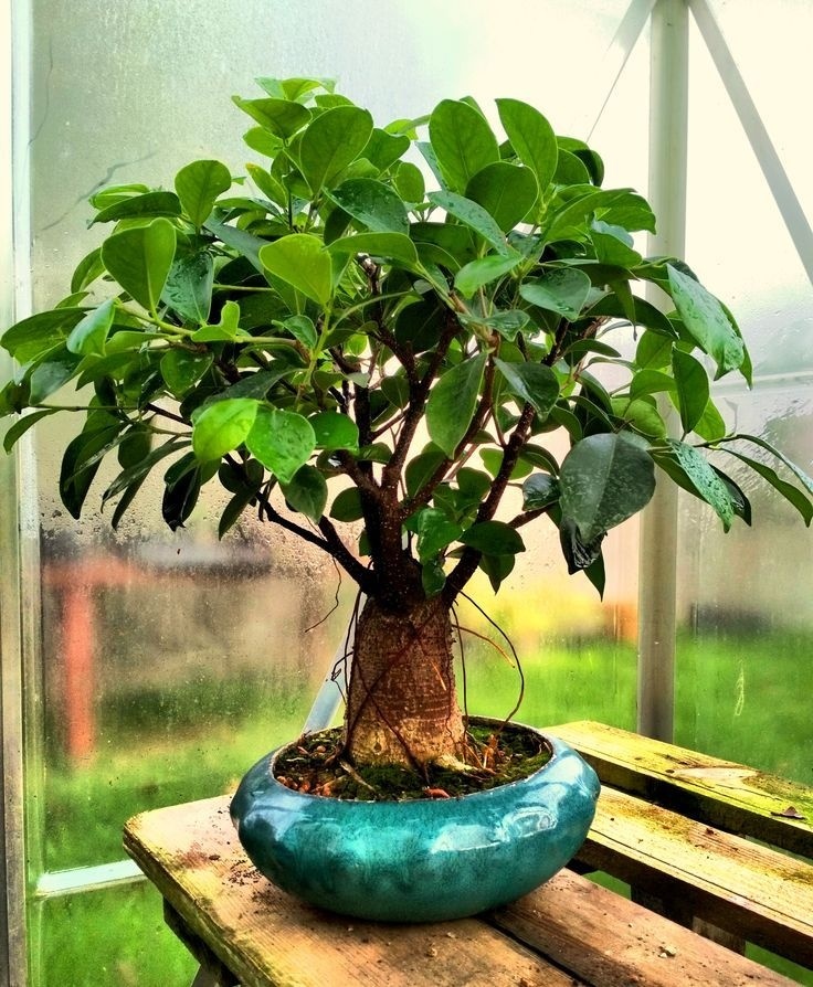 Bonsai Ficus Sacru (100 seminte) Bonsai Sacred Fig - Ficus religiosa, frunze moi in forma de inima, Saflax
