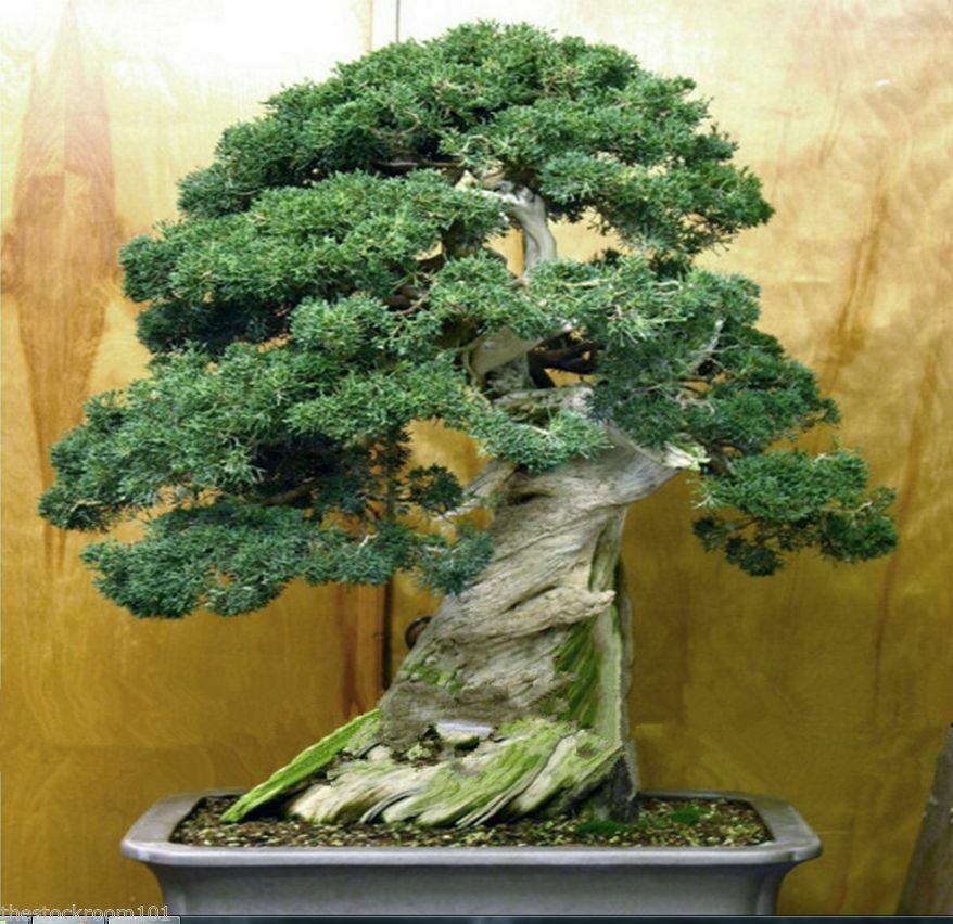 Bonsai Ienupar Chinezesc (30 seminte) Bonsai Chinese Juniper - Juniperus chinensis, arbust vesnic verde, foarte usor de modelat, Saflax