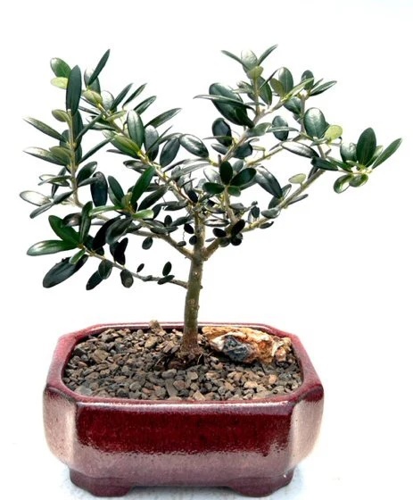 Bonsai Maslin (20 seminte) Bonsai Common Olive - Olea europea, arbore decorativ vesnic verde, Saflax