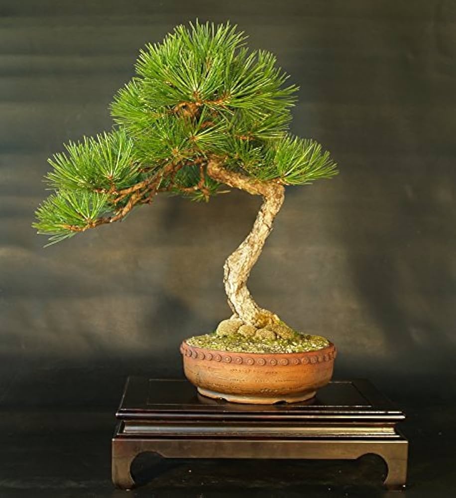 Bonsai Pin Auriu (20 seminte) Bonsai Ponderosa Pine - Pinus ponderosa, cea mai mare specie de pin, ace foarte lungi, Saflax