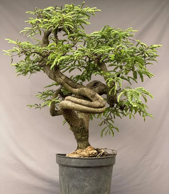Bonsai Tamarin (4 seminte) Bonsai Tamarind - Tamarindus indica, arbore cu frunze delicate, care se strang noaptea, Saflax