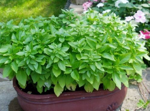 Busuioc Mini (500 seminte) planta medicinala busuioc aromat de ghiveci, Florian