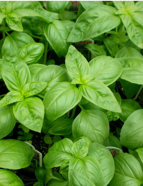 Busuioc verde clasic (1300 seminte) de busuioc planta aromatica, de la Opal
