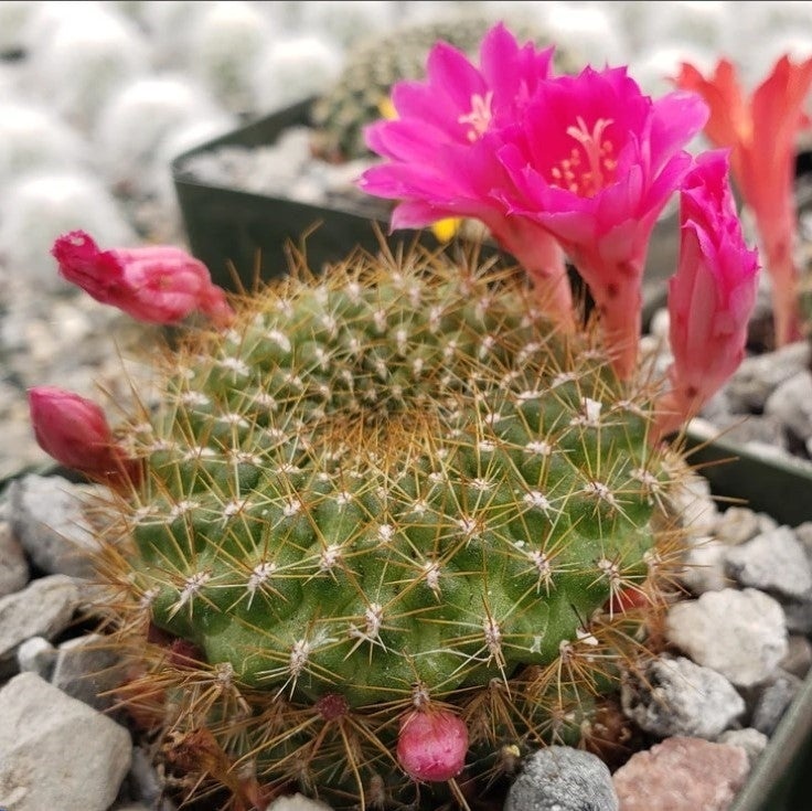 Cactus pitic Argentinian mix (40 seminte) Rebutia, cactusi pitici, flori delicate, colorate, Saflax