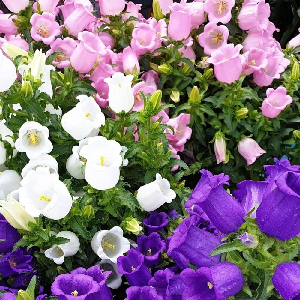 Campanula (0.5 gr) planta perena cu flori colorate in forma de clopotei, Opal