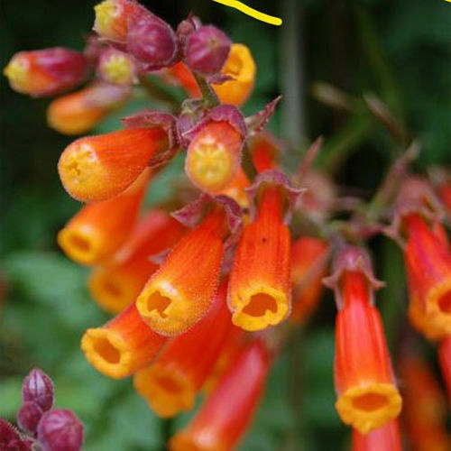 Chilean Glory Flower (35 seminte) flori tubulare portocalii, planta perena cataratoare, Seklos