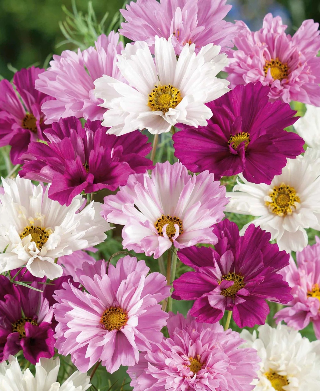 Cosmos Double Click mix (1 gr) seminte Cosmos cu flori duble albe, roz, purpurii, Legutko