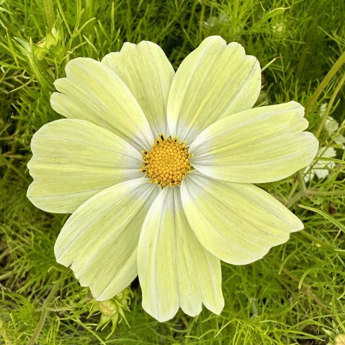 Cosmos Kiiro (120 seminte) Mararite inflorire abundenta, flori galben pal, Seklos