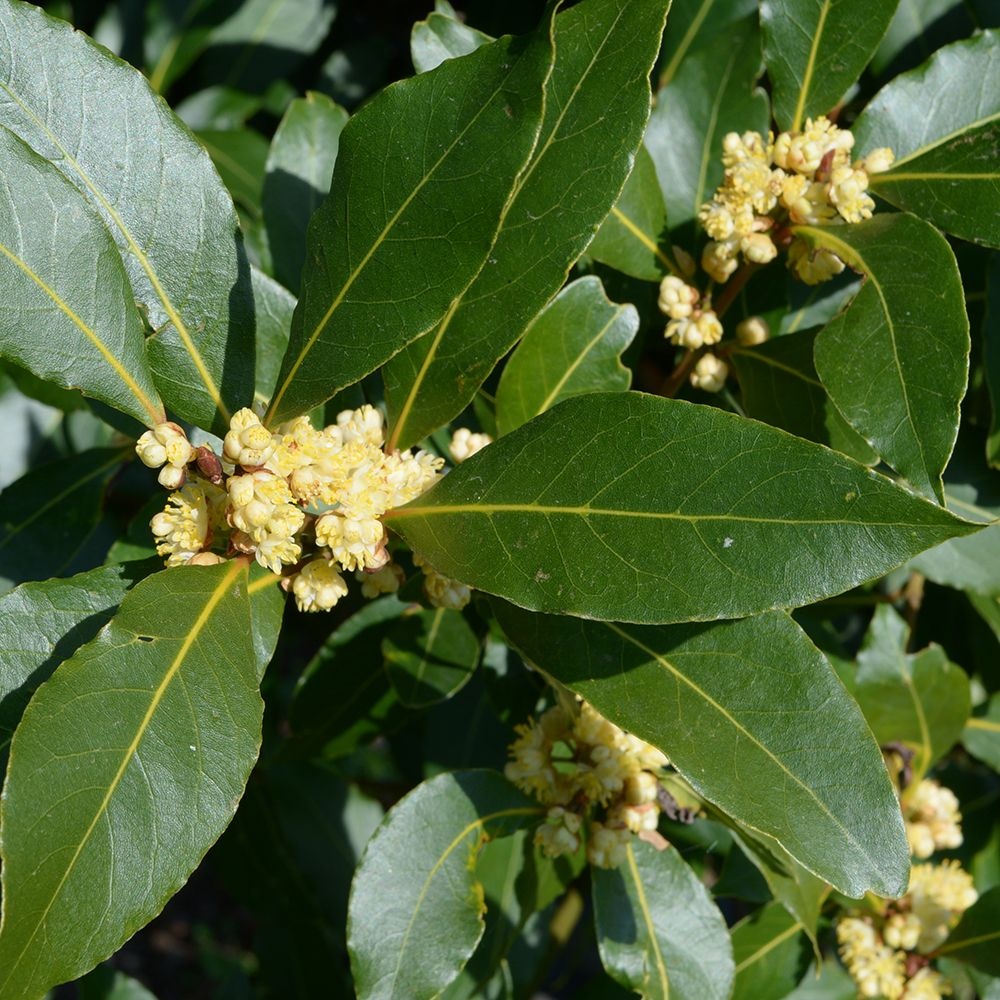 Dafin (6 seminte) Bay Tree - Laurus nobilis, frunze aromate, parfumate, Saflax