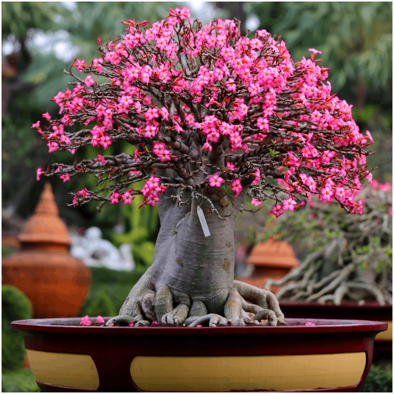 Desert Rose (5 seminte) mini-arbore Trandafirul Desertului, Toraf