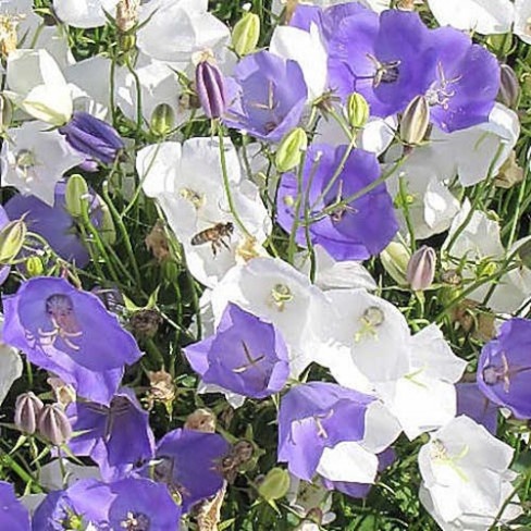 Dzwonek Karpacki - Campanula carpatica mix (0,3 gr) seminte Clopotei pereni albi si albastri, Toraf